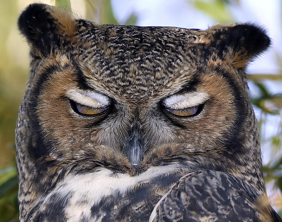 Sleepy owl by John T Humphrey