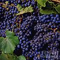 In a vineyard