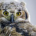 Owlet Close-up