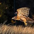 Red-Tailed Hawk in Flight
