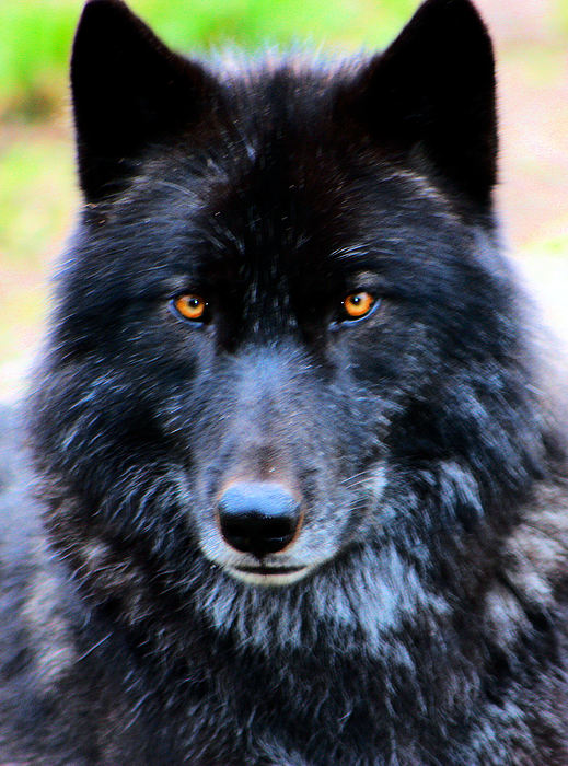 Black Wolf Jigsaw Puzzle by Nick Gustafson - Nick Gustafson