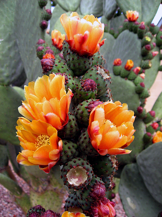 Blooming Cactus Yoga Mat by Harvie Brown - Pixels