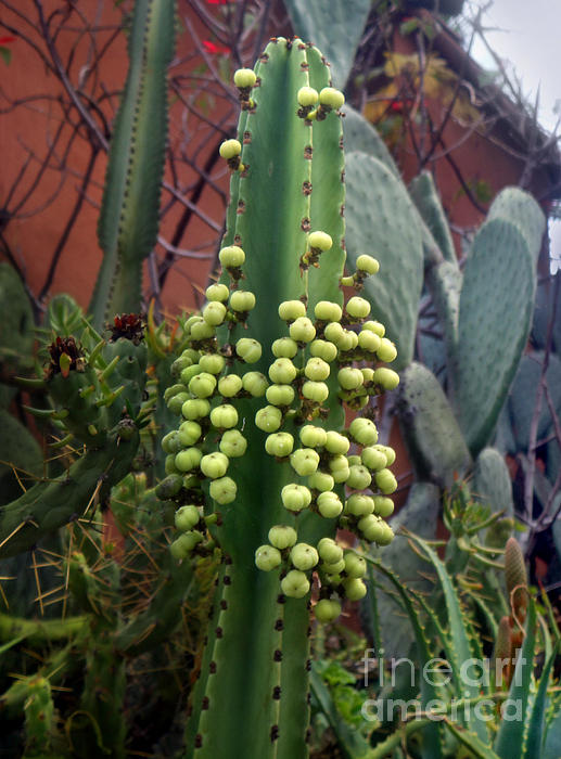 Cactus plant with berries Fleece Blanket