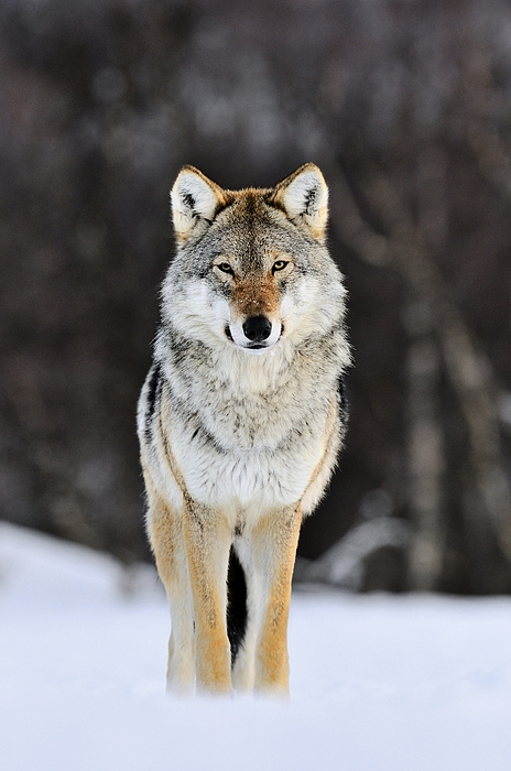 Gray Wolf in the Snow Zip Pouch by Jasper Doest - Pixels