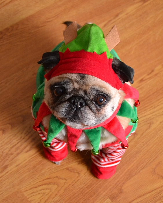 pugs dressed up for christmas Mini Pug Elf Greeting Card by Tina Moreau