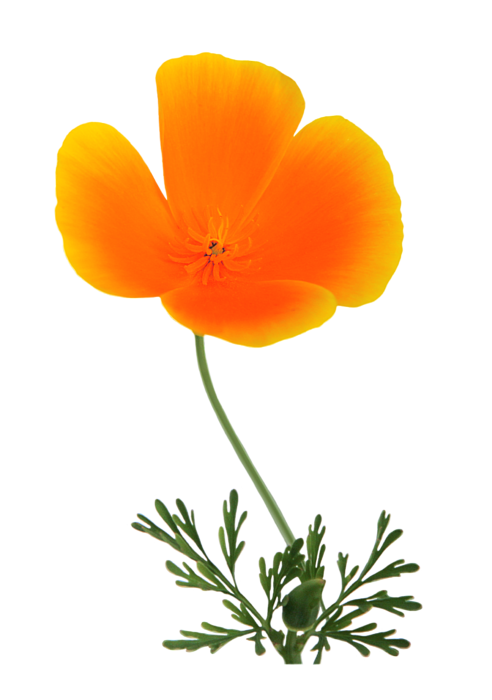 Orange Poppy Zip Pouch by Susan Wall - Pixels