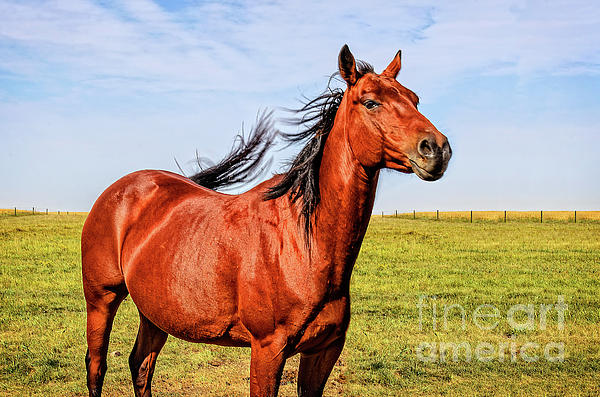 Reddish-brown horse Fleece Blanket by Viktor Birkus - Viktor