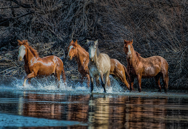 River Running Greeting Card by Lisa Manifold