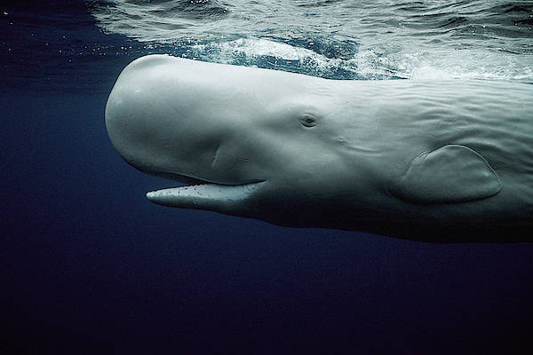 White Sperm Whale Jigsaw Puzzle by Hiroya Minakuchi - Pixels