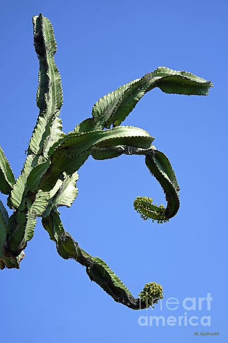 calathea welcher dünger Tipps zur Pflege deiner Pflanze : Calathea leopardina – PflanzenFuerAlle main image 0
