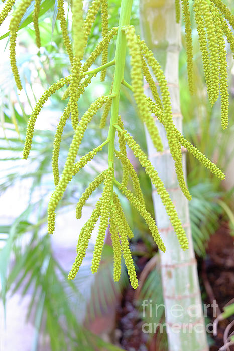 Areca Palm flowers Greeting Card by Mini Arora