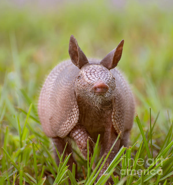 Armadillo close-up Beach Towel by Zina Stromberg - Pixels