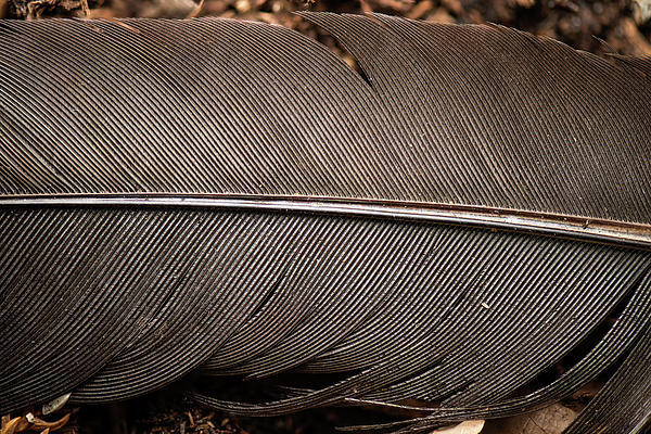 特別価格！ Feather and Brush：オーストラリア鳥類芸術300年 特別価格！ Feather and Brush：オーストラリア鳥類芸術300年 【公式通販】