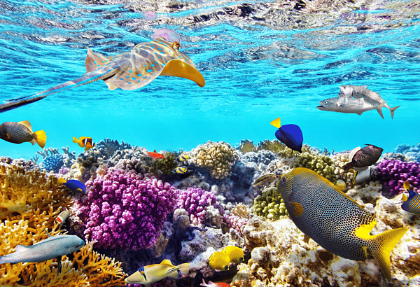 Great Barrier Reef Fish And Corals Jigsaw Puzzle by World Art