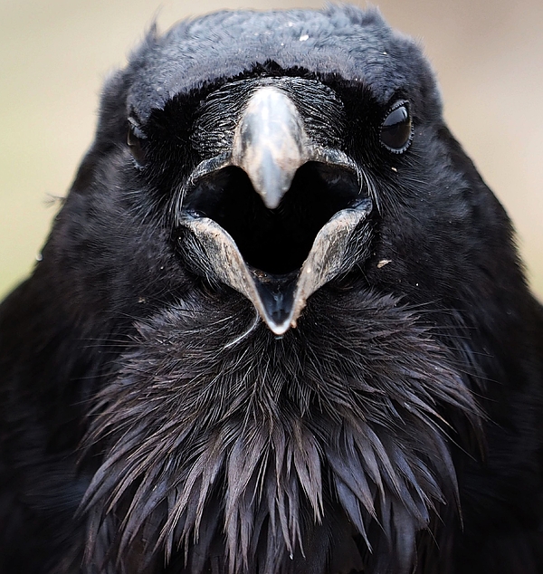 Old Crow Jigsaw Puzzle by Jim Moser - Pixels