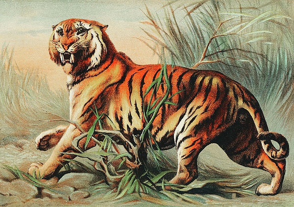 Royal Bengal Tiger Jigsaw Puzzle by John Karst - Pixels