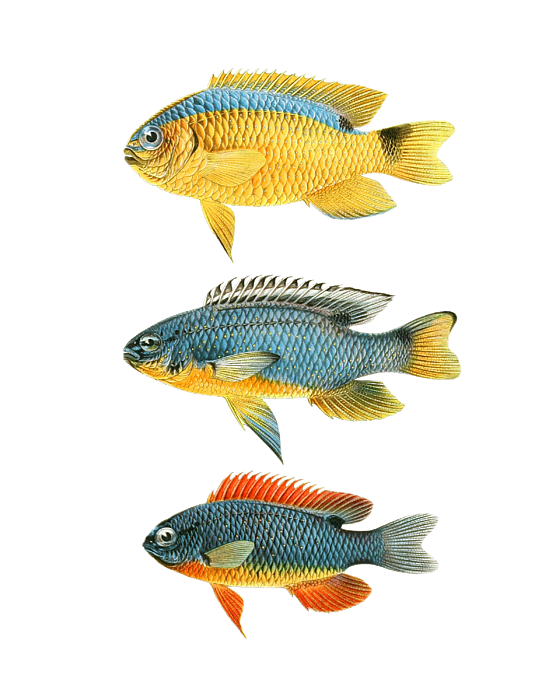Tropical Fish Size Chart