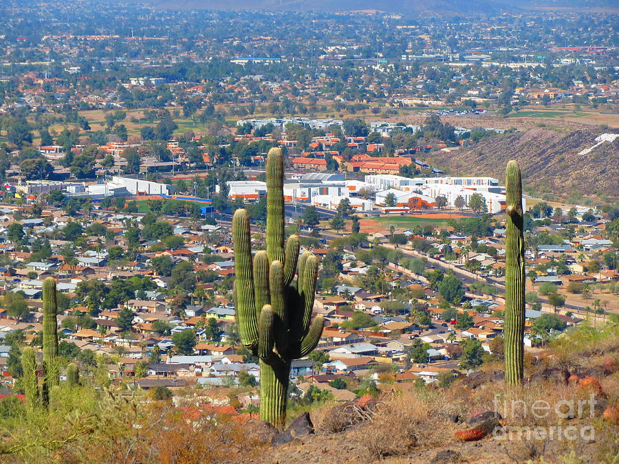 Cactus #1 Photograph by Zshop -