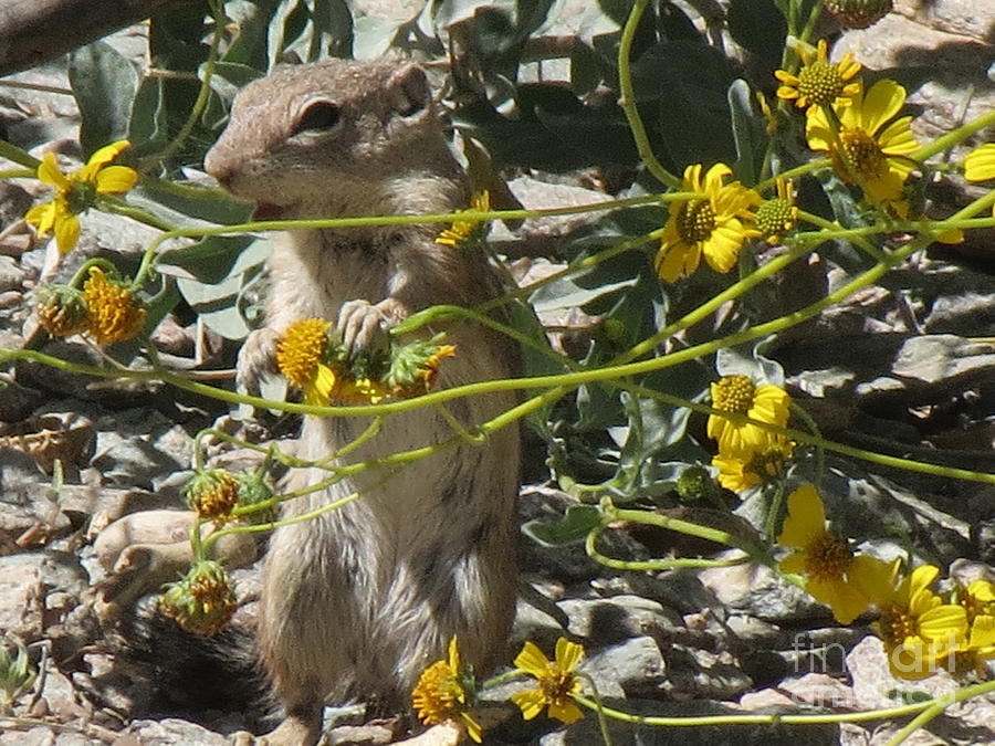 Chipmunk #1 Photograph by Zshop -