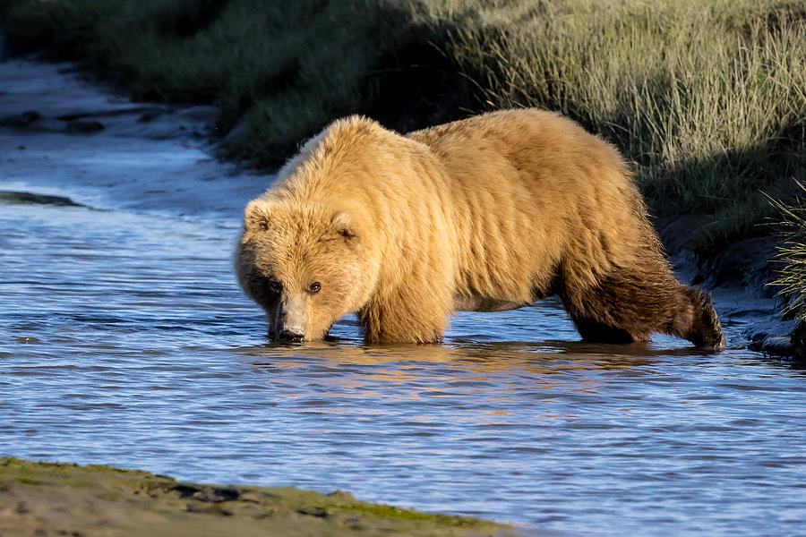 Golden Bear #1 by Jack Bell