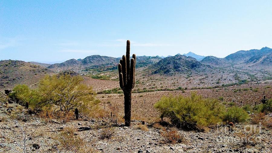 Cactus #2 Photograph by Zshop -