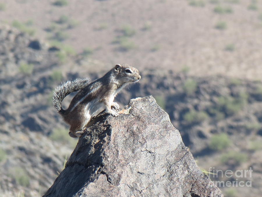 Chipmunk #2 Photograph by Zshop -