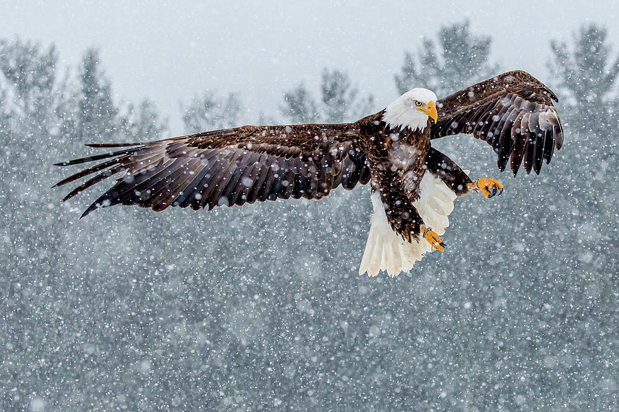 Bald eagle winter landing by Bill Lindsay