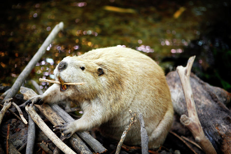 Beaver by Marilyn Hunt