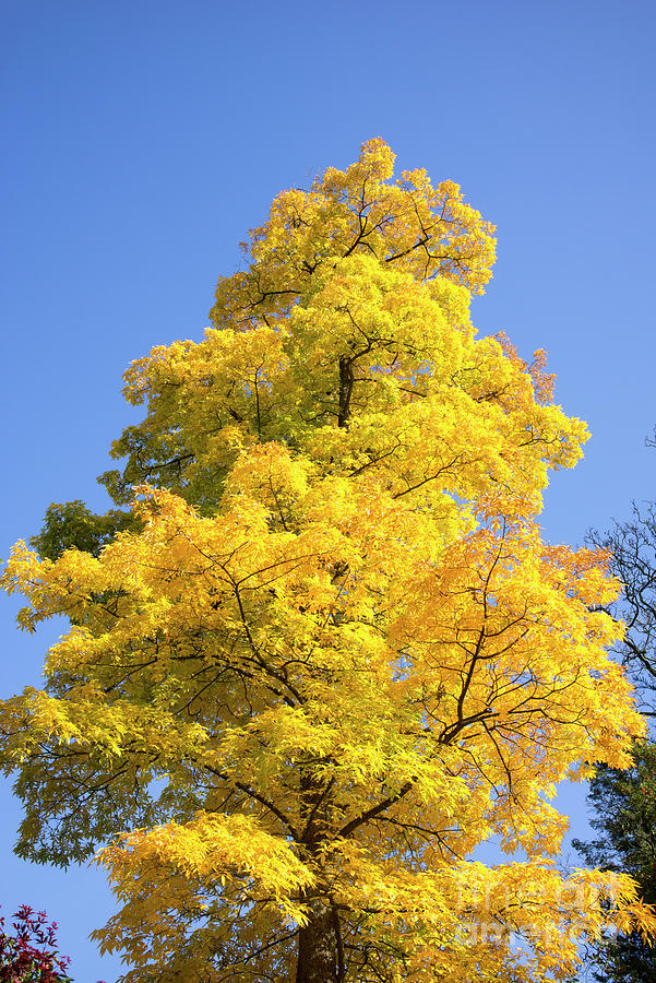 Bitternut Hickory Tree in Autumn Photograph by Tim Gainey - Pixels