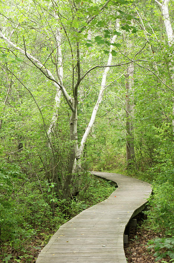 Boardwalk, Plum Island by Adam Gladstone