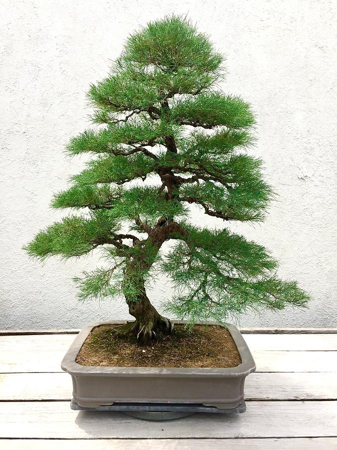 Bonsai Pine Tree Photograph by Lexi Heft - Pixels