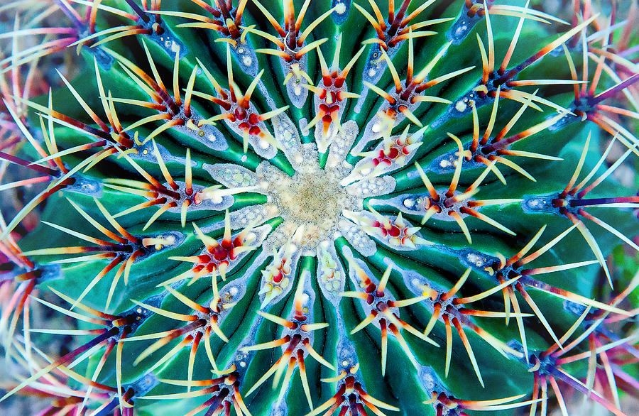 Cactus Mandala by John Bartosik