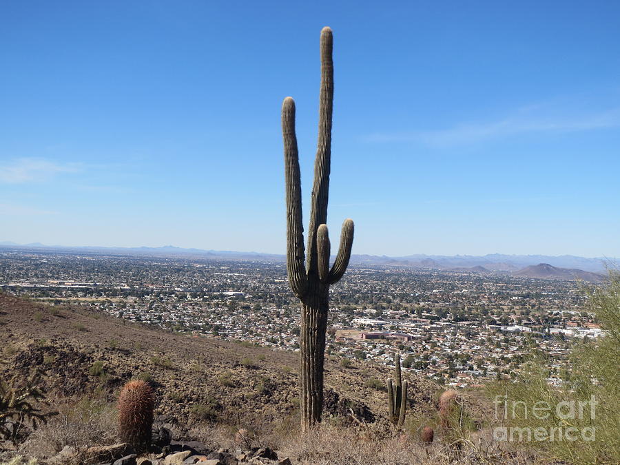 Cactus Photograph by Zshop -