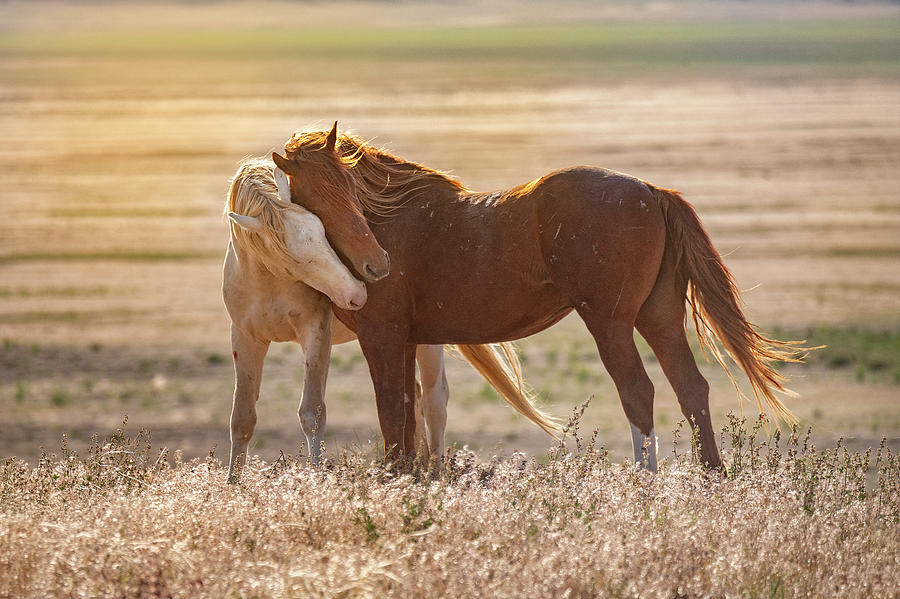 Horse Love by Michael Ash