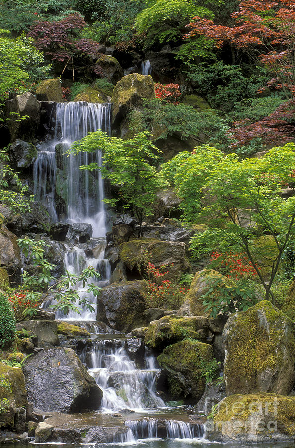 Michi Fall水草 Japanese Garden Waterfall by Sandra Bronstein