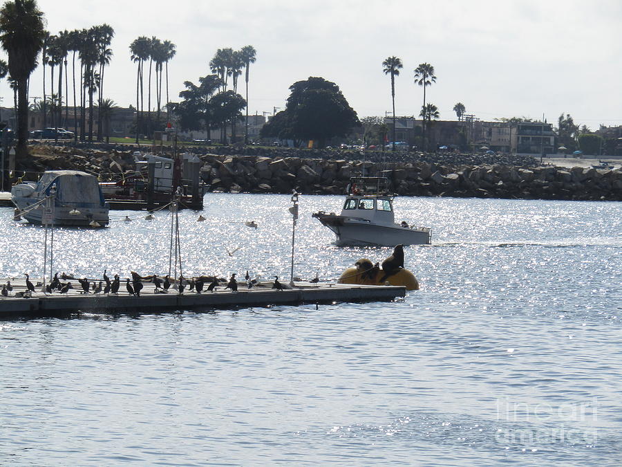 Ocean Photograph by Zshop -