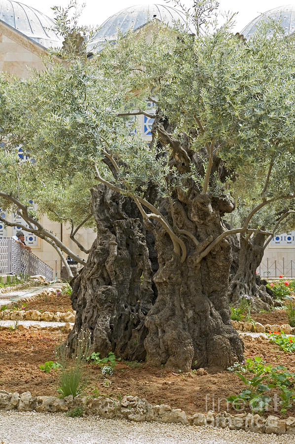 Old Olive trees Gethsemane Jerusalem Photograph by Ilan Rosen - Pixels