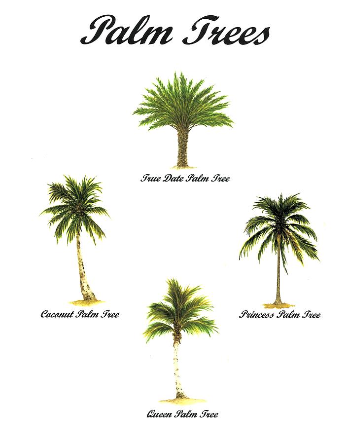 Palm Trees Number Two by Michael Vigliotti