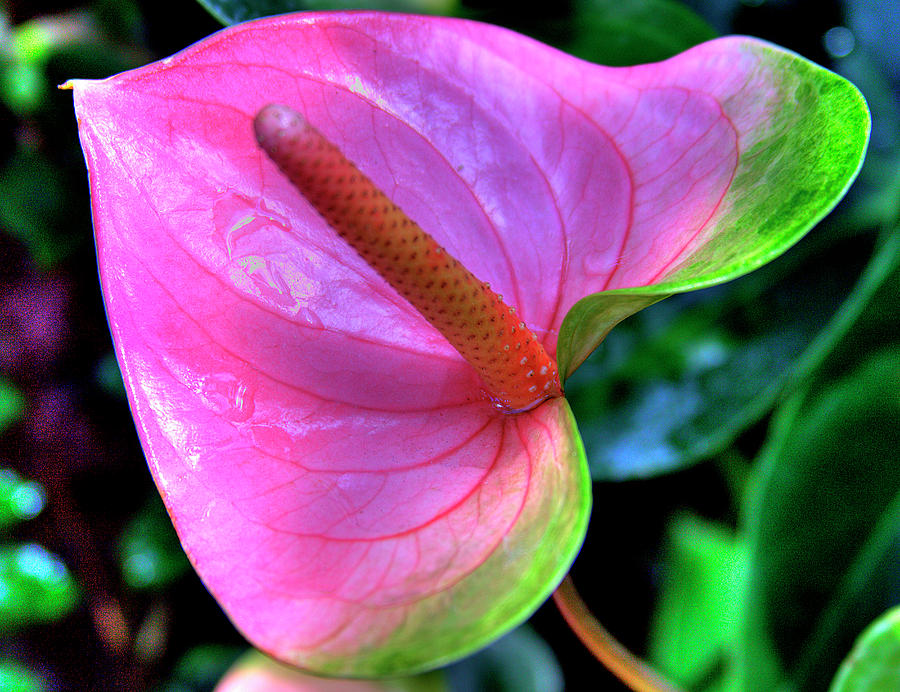 brazil pothos or philodendron Philodendron ‘Brasil’ 8
