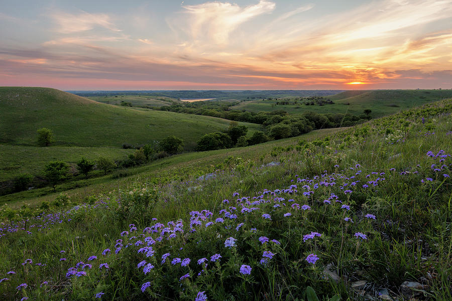 Prairie In Bloom by Scott Bean