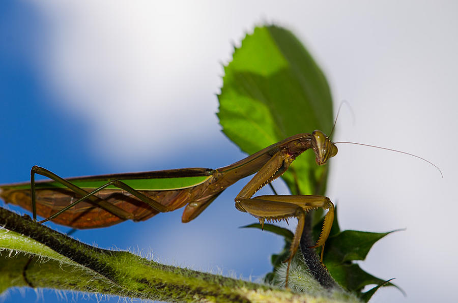 Praying Mantis by Linda Howes