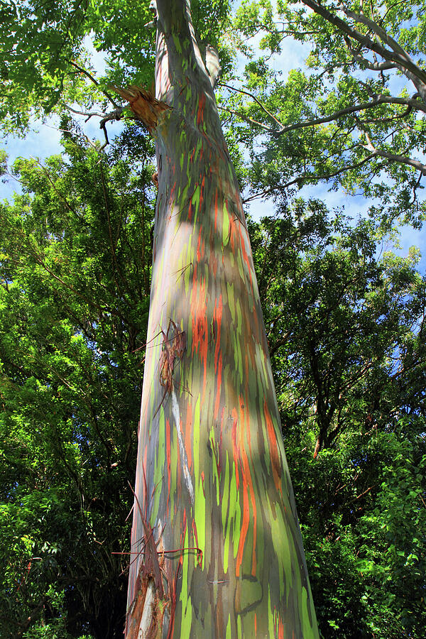 Rainbow tree #1 Photograph by Pierre Leclerc Photography - Pixels