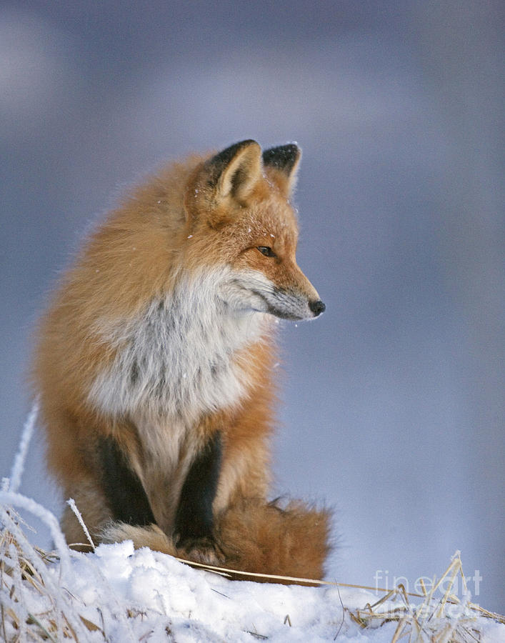 Red Fox in Winter Photograph by Tim Grams - Pixels