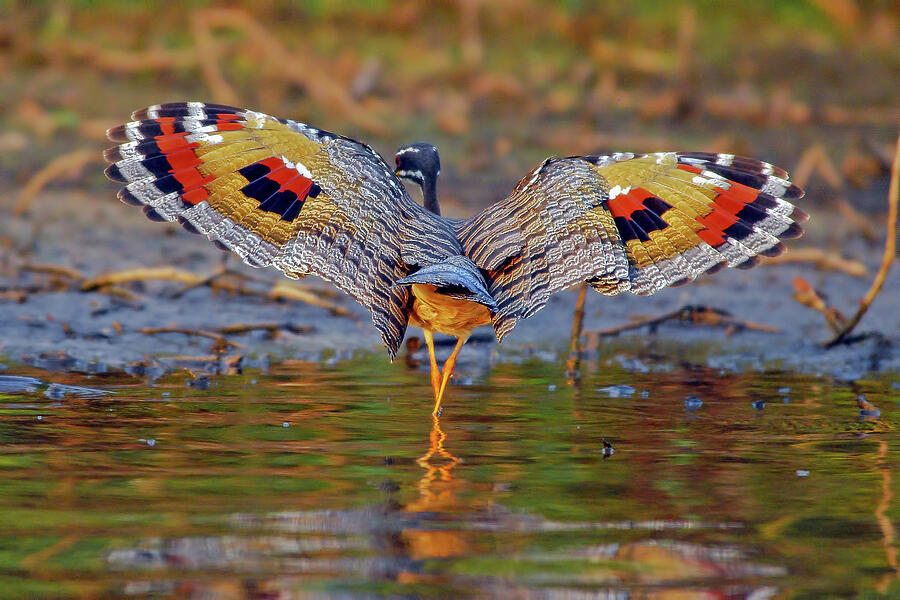 Sunbittern Display by Morris Finkelstein