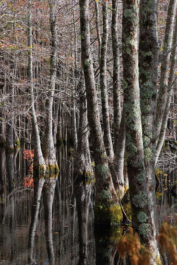 Swamp Colors by Pat Williams