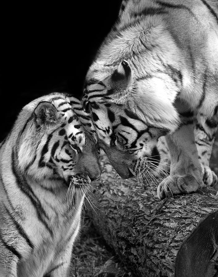 Tiger Love Photograph by Stephanie McDowell - Pixels