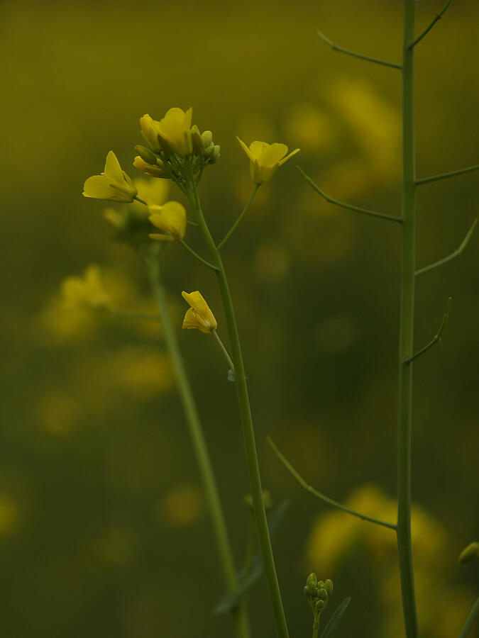 Wild Mustard by Bill Gallagher