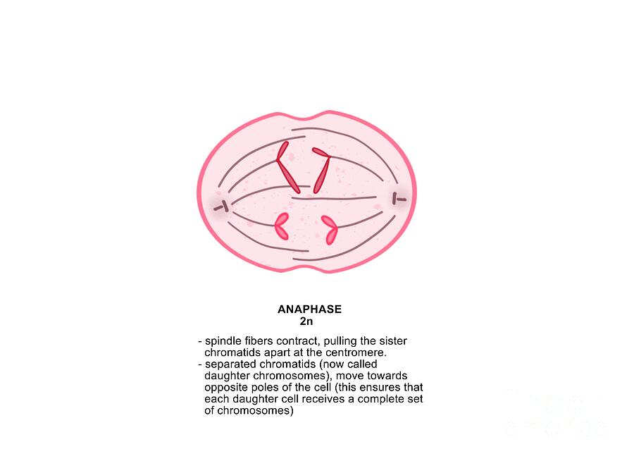 Anaphase #1 Photograph by Kadambari Pathania / Science Photo Library ...
