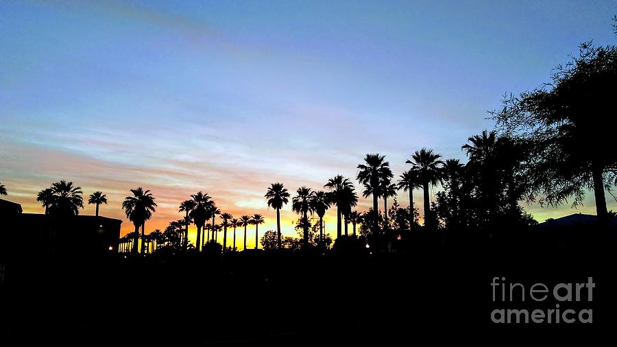 Palm Trees #1 Photograph by Zshop -