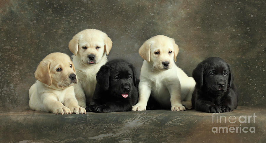 Labrador Retriever Puppies #2 Photograph by Sergey Ryumin - Pixels